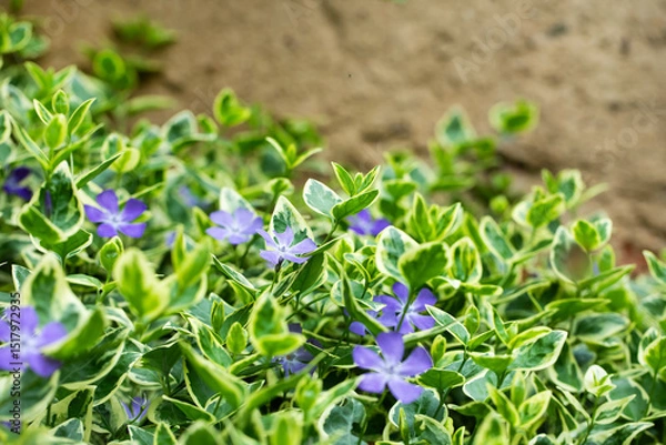 Obraz Vinca major Variegata, barwinek, większy	