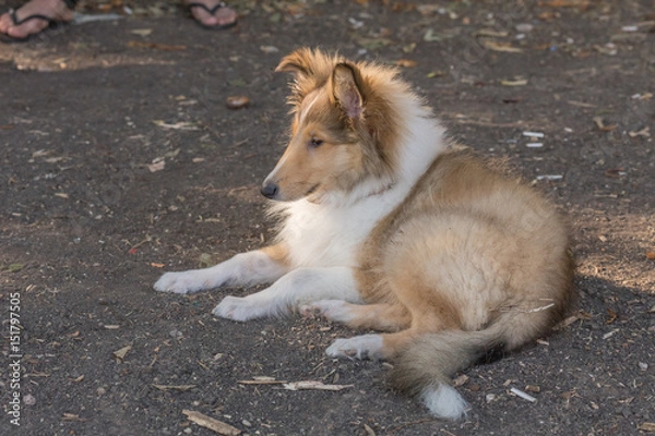 Obraz Rough Collie