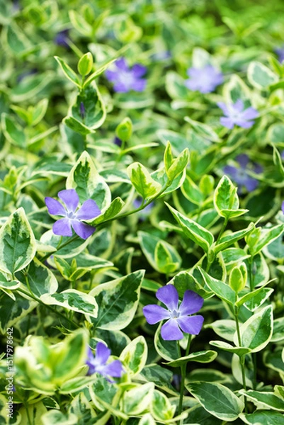 Obraz Vinca major Variegata, barwinek, większy	