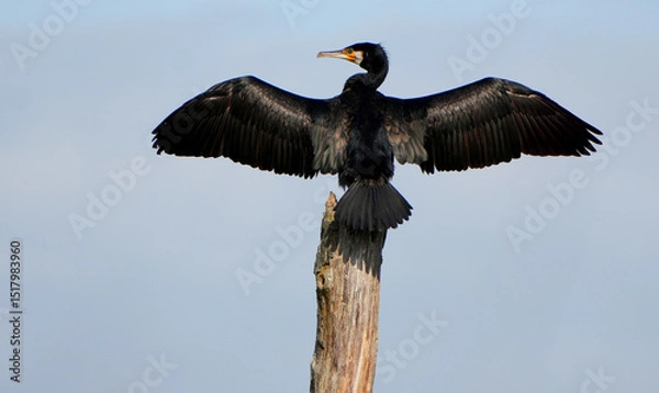 Fototapeta Great Cormorant (Phalacrocorax carbo) drying wings on a tree stump