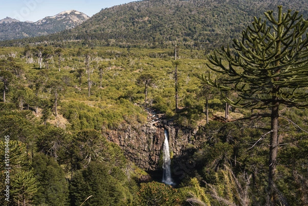 Fototapeta Cascada Coloco plunges from a rocky cliff, surrounded by lush green trees and Araucaria pines under a clear Patagonian sky