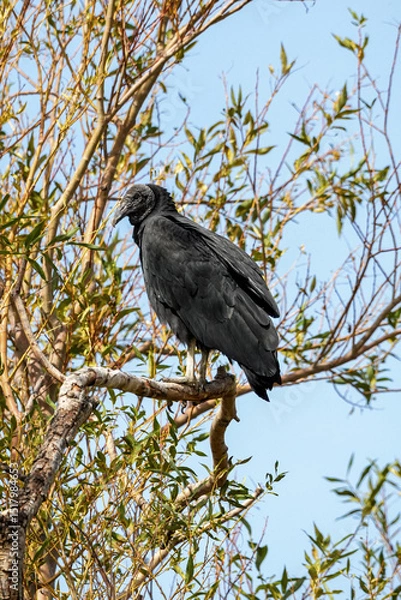 Fototapeta Black vulture perched on a tree branch with sparse green leaves against a clear blue sky