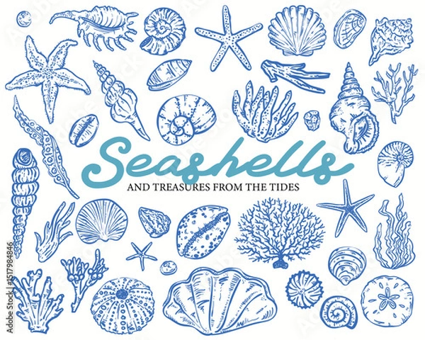 Fototapeta Seashells Whimsical style, hand-drawn vector illustration Collection