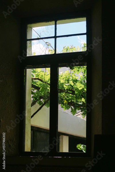 Obraz Interior view through window with grapevines outside in sunlight