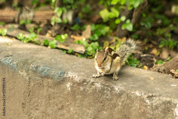 Obraz squirrel eating food