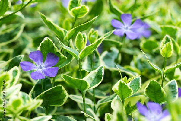Obraz Vinca major Variegata, barwinek, większy	