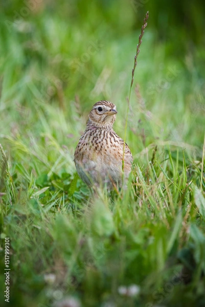 Fototapeta Skylark showcasing its gentle plumage in grassland
