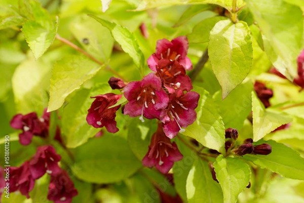 Fototapeta Beautiful blooming Weigela with Red bell-shaped flowers in the garden spring