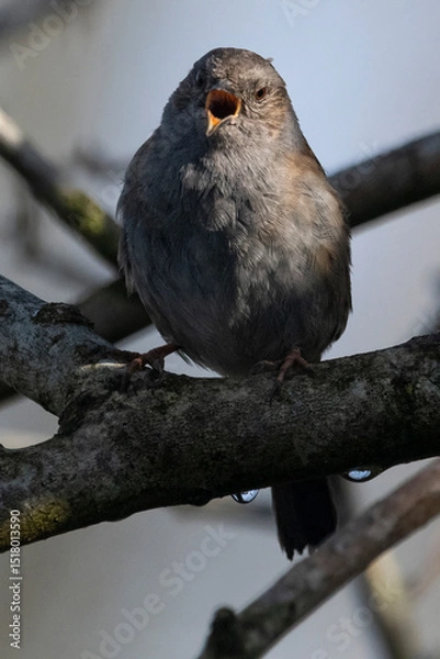 Fototapeta Dunnock singing loudly from perch on branch
