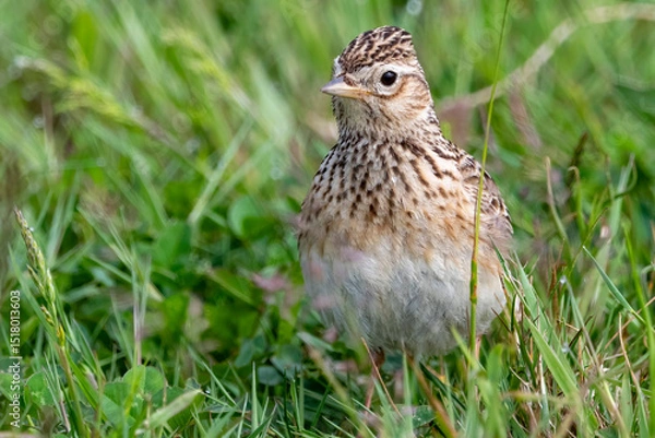Fototapeta Skylark in grassland on sunny spring morning
