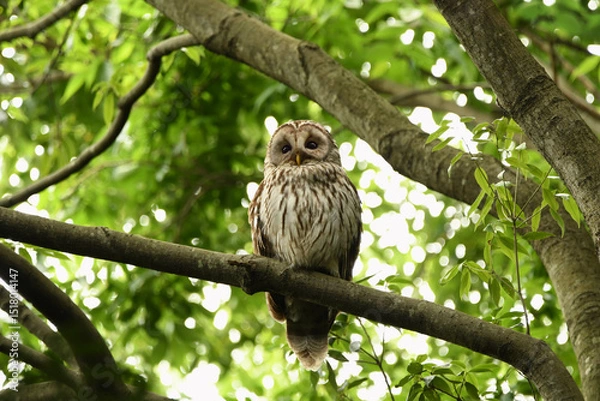 Obraz 寺社の杜にフクロウ