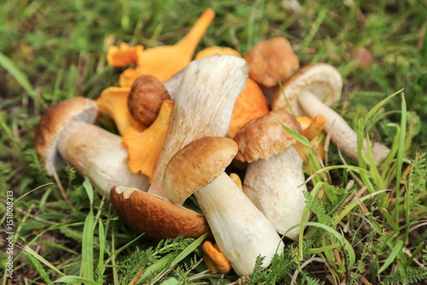 Obraz Bunch of different mushrooms harvest close up on grass in forest. Harvesting edible wild boletus porcini chanterelle mushroom in nature