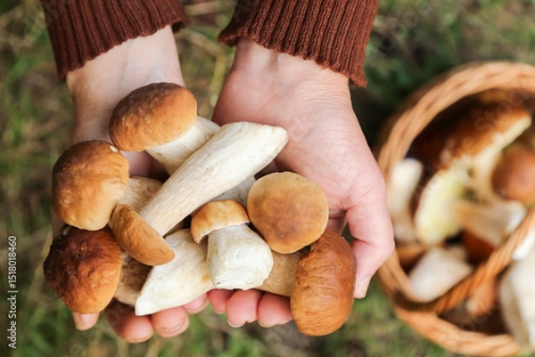 Obraz Edible mushrooms in mushroom picker hand close up, macro in sunlight. Mushroomer with wild forest porcini boletus mushroom harvest in hands, top view