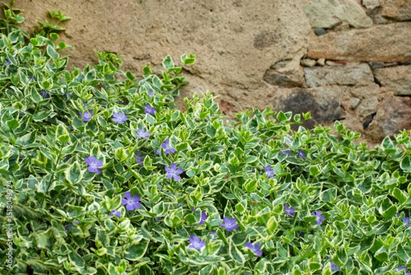 Obraz Vinca major Variegata, barwinek, większy	