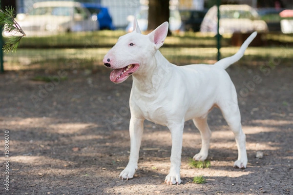 Obraz Bull Terrier