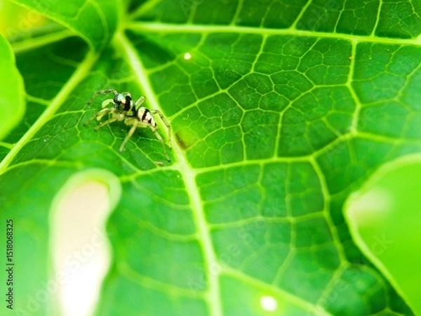 Fototapeta spider on leaf