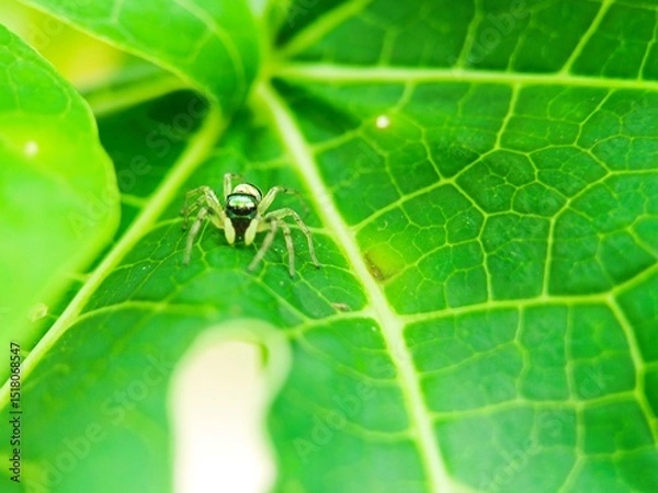 Fototapeta spider on a leaf