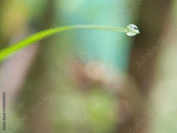 Fototapeta drops of dew on a leaf