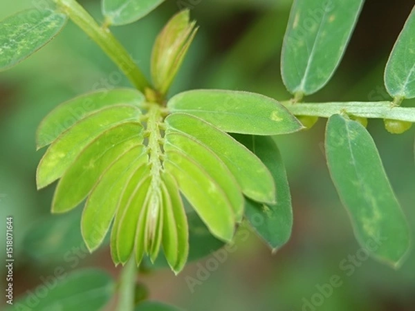 Obraz green leaf with water drops