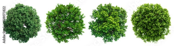 Fototapeta PNG Lush green spherical trees, element set on transparent background
