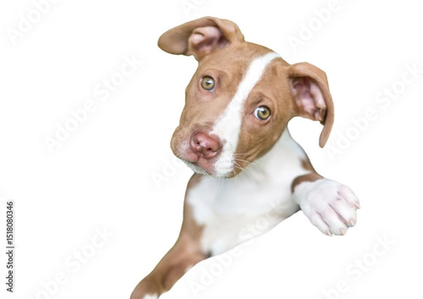 Obraz A cute red and white puppy looking over a person's shoulder