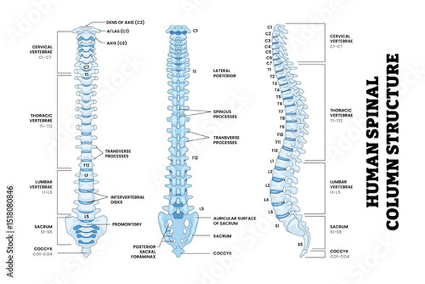 Obraz Human Lumbar Spine Spinal Column Structure Anatomy Diagram Back, Front, Side View, Educational Medical Poster Design Healthcare Scheme, Labeled Spine, Cervical, Thoracic, Lumbar, Sacrum, Coccyx.