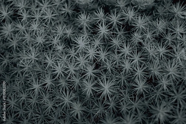 Fototapeta Abstract Monochrome Pattern of Spiky Green Moss.