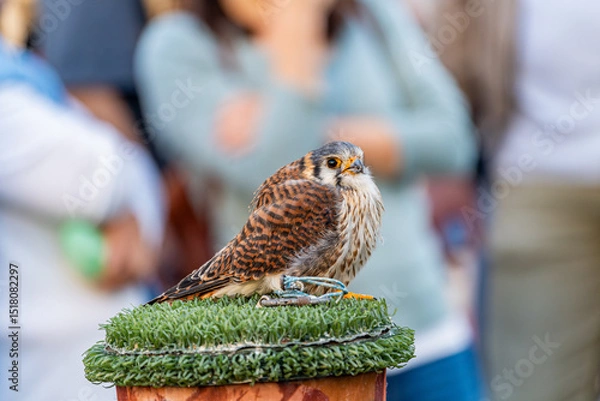 Fototapeta Close-up of a small kestrel perched on a falconry post during a birds of prey exhibition, with blurred background and selective focus on the raptor