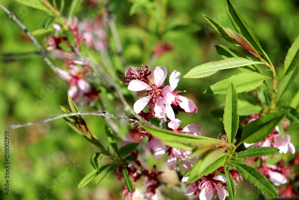 Obraz Flowering branch of almond bush with pink flowers on sunny spring day in garden - horizontal color photo, close-up