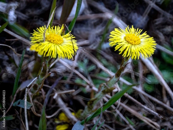 Fototapeta the first spring flowers of mother and stepmother