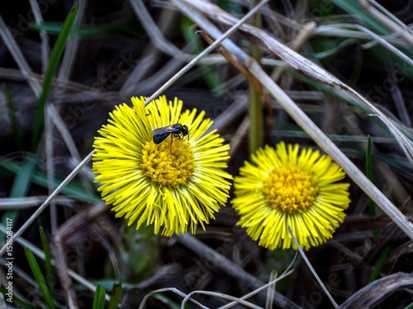 Fototapeta the first spring flowers of mother and stepmother