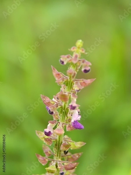 Fototapeta Close-Up of Purple Ageratum Conyzoides Wildflowers in Natural Habitat