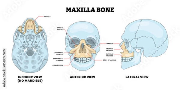 Obraz Maxilla Bone Human Skull Bone Structure Anatomy Diagram with Anterior and Posterior View, Educational Medical Poster Design Healthcare Scheme, Labeled Mandible, Jaw, Palate, Zygomatic,  Arch, Alveolar