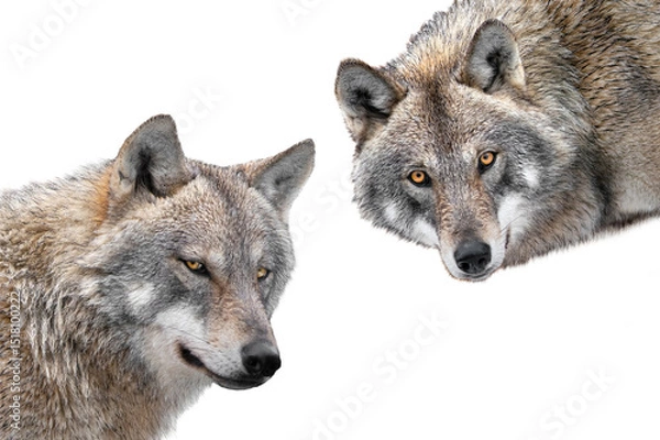 Fototapeta Gray wolfs portrait isolated on white background