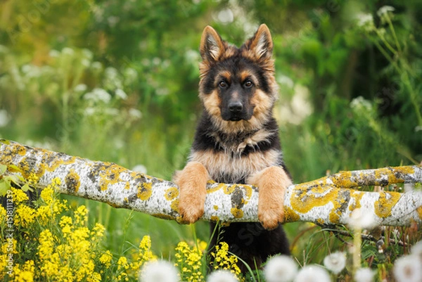 Obraz cute german shepherd puppy standing on a fallen tree with his paws