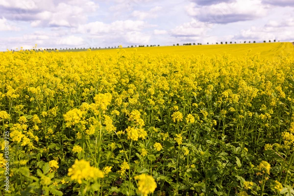 Fototapeta Close-up view of yellow rapeseed plants in full bloom under partly cloudy sky. Agricultural flower field photography. Rapeseed farming and springtime countryside concept. Design for poster, banner