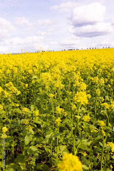 Fototapeta Close-up view of yellow rapeseed plants in full bloom under partly cloudy sky. Agricultural flower field photography. Rapeseed farming and springtime countryside concept. Design for poster, banner