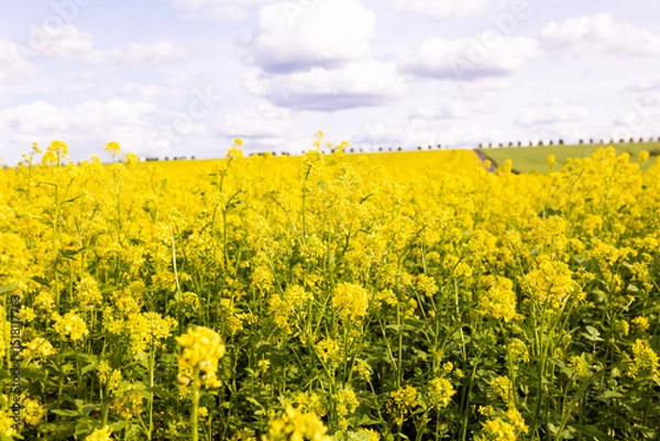 Obraz Close-up view of yellow rapeseed plants in full bloom under partly cloudy sky. Agricultural flower field photography. Rapeseed farming and springtime countryside concept. Design for poster, banner