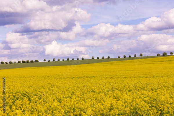 Obraz Blooming rapeseed field under cloudy sky with trees on the horizon. Wide-angle countryside landscape photography. Rapeseed farming and springtime season concept. Design for wallpaper, poster