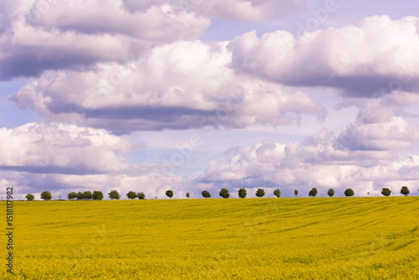 Obraz Blooming rapeseed field under cloudy sky with trees on the horizon. Wide-angle countryside landscape photography. Rapeseed farming and springtime season concept. Design for wallpaper, poster