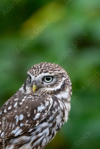 Fototapeta Portrait of little owl in soft sunlight in rural setting