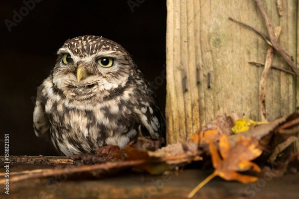 Fototapeta Little owl emerging from a gap in fence in woodland
