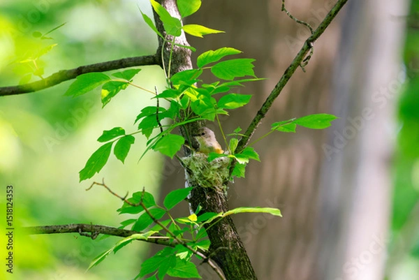 Fototapeta Une paruline flamboyante femelle fait son nid dans la branche d'un arbre.	
