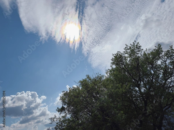 Fototapeta Arbres au printemps. Le soleil dans le ciel.