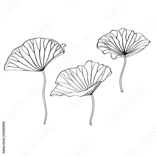 Obraz Lotus line leaves. Lotus Vector element.