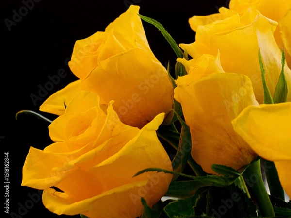 Obraz deep yellow roses seen against a black background