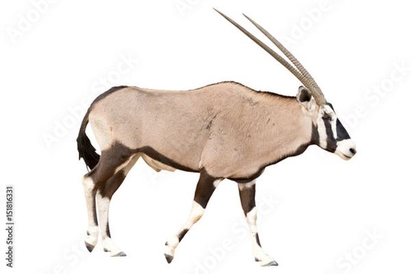 Obraz Oryx Gazella or Gemsbok walking seen from side isolated on white background