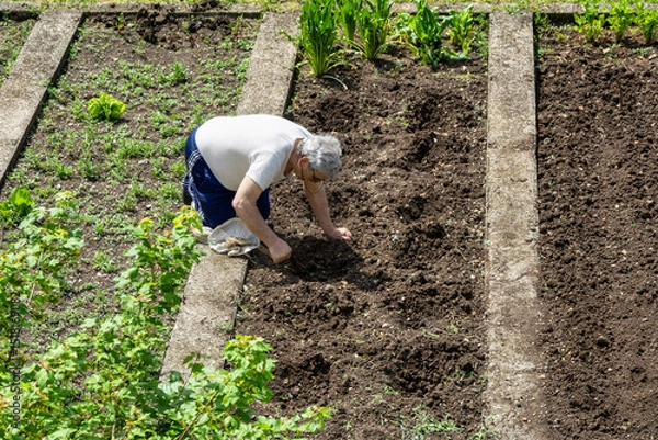 Fototapeta Elderly Man Gardening in a Vegetable Plot on a Sunny Day