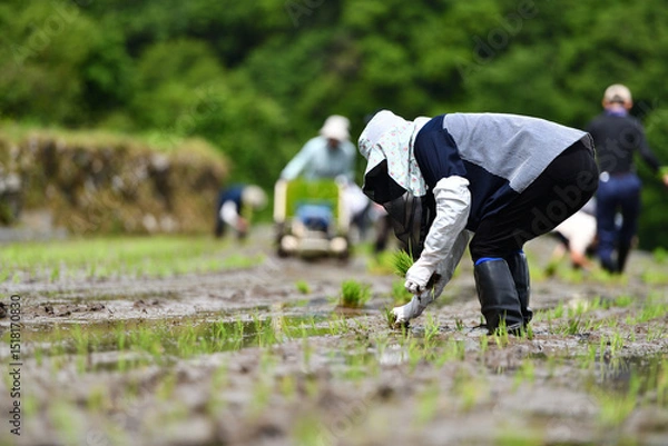 Fototapeta 田植を体験する棚田オーナー