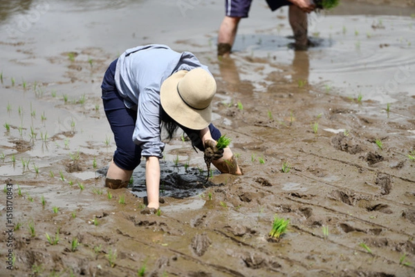 Fototapeta 田植をする棚田オーナー